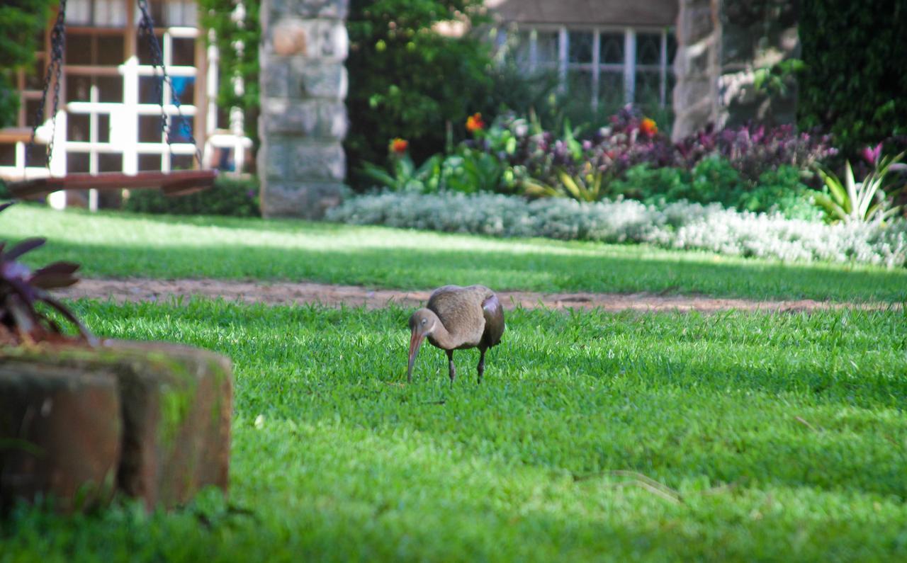 Amani Gardens Inn Nairobi Extérieur photo